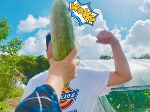 藏族网红视频吃瓜