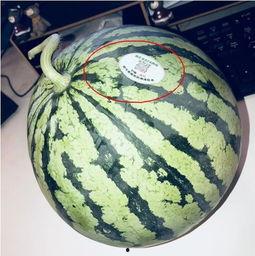 会长吃瓜网红,网红圈风云再起