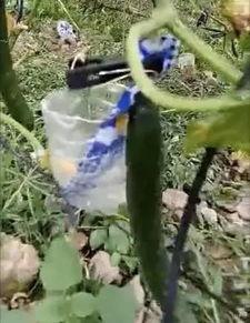 成县吃瓜网红事件视频,一场网络舆论的风暴与反思