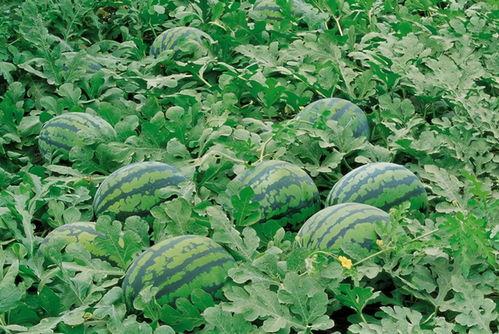 莱阳网红吃瓜群微信,揭秘网络红人的幕后故事