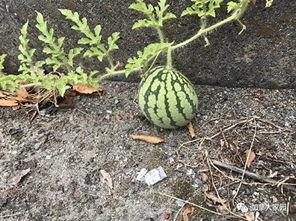 安徽第一大网红吃瓜事件,揭秘网红背后的争议与真相