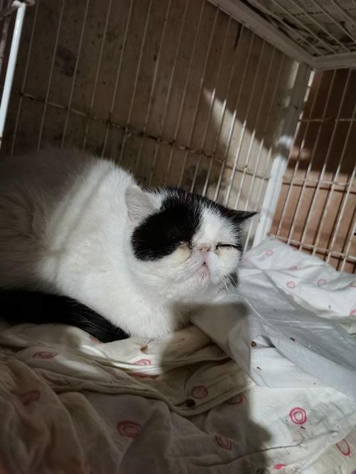 网红猫舍吃瓜,吃瓜群众眼中的喵星人生活秀