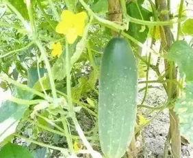 徽县吃瓜网红事件真相,真相背后的网络风波