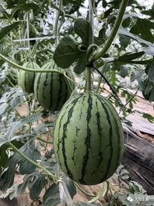 网红爆料吃瓜最新,娱乐圈最新吃瓜大揭秘！